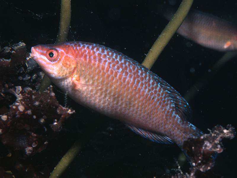 Centrolabrus exoletus